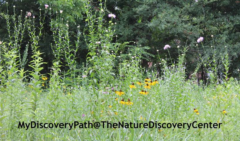 Banner Image for MyDiscoveryPath @ TheNatureDiscoveryCenter 